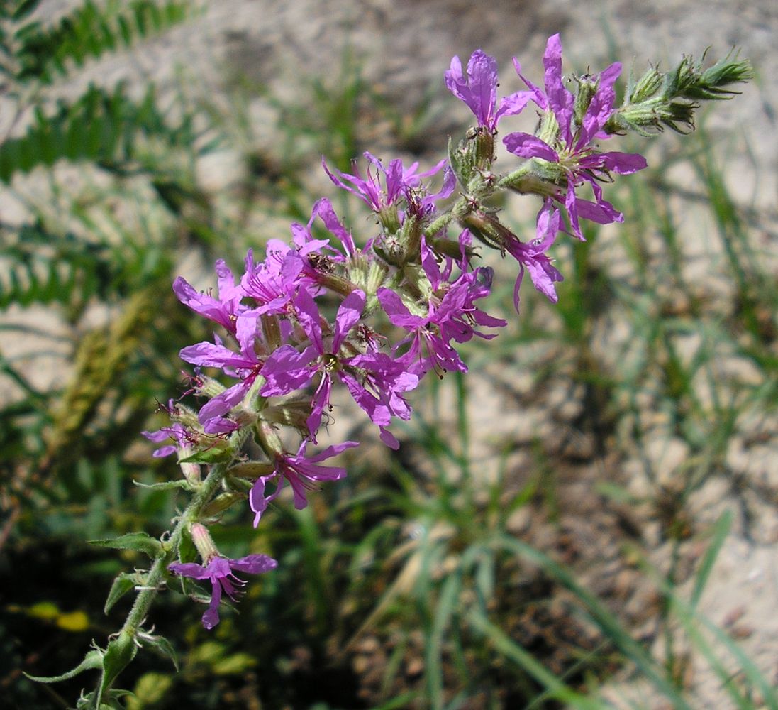 Image of Lythrum salicaria specimen.