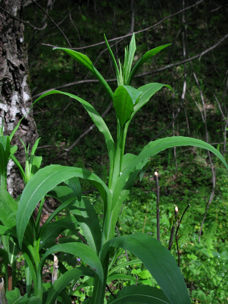 Image of Saussurea stolbensis specimen.