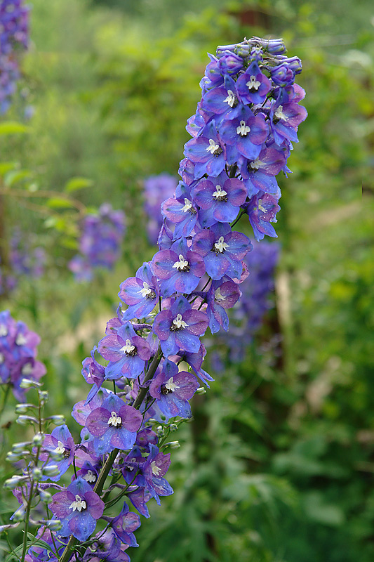 Image of Delphinium &times; phoeniceum specimen.