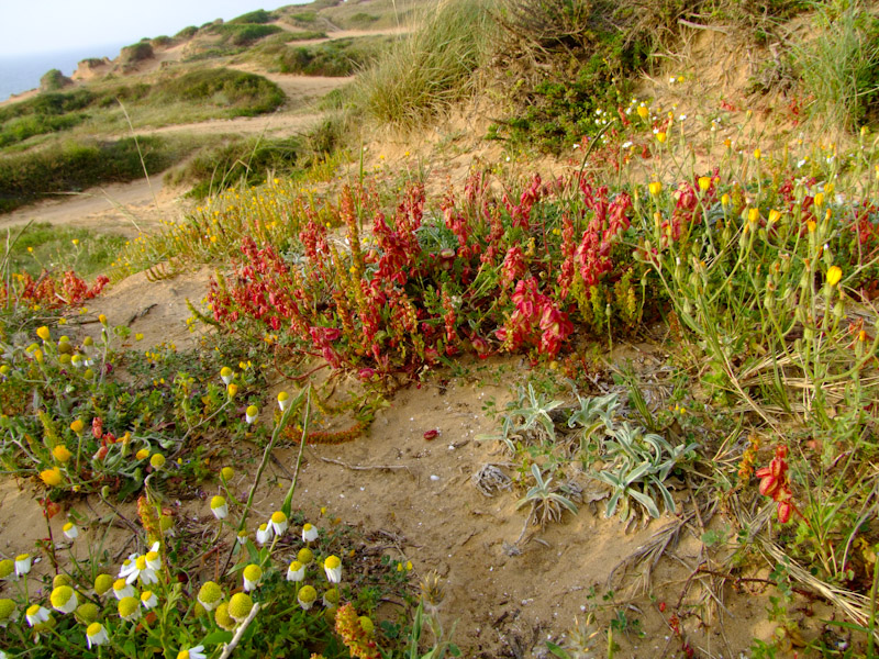 Image of Rumex occultans specimen.