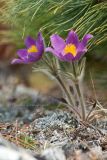 Pulsatilla multifida. Цветущее растение. Магаданская обл., окр. Колымского водохранилища. 31.05.2009.