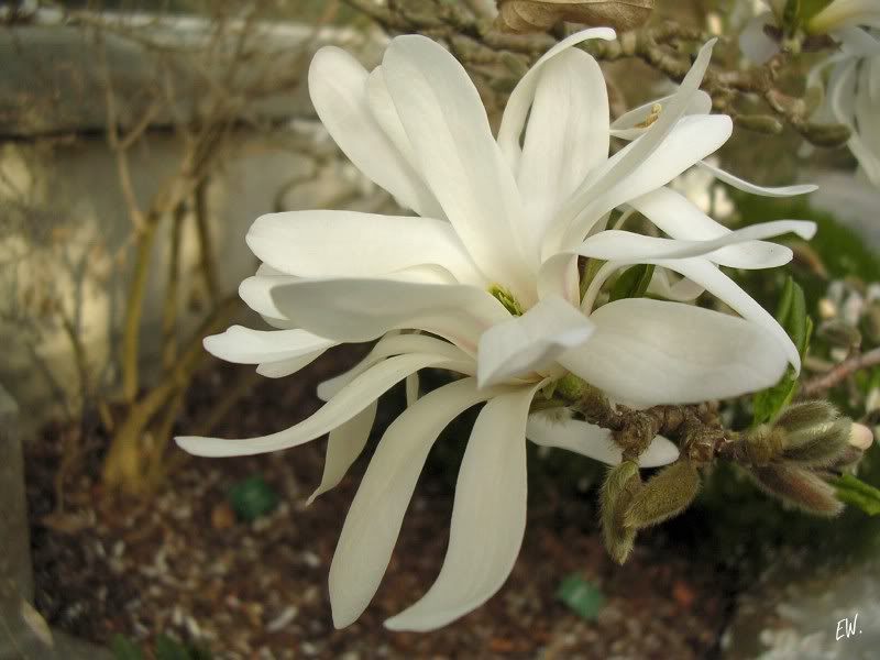 Изображение особи Magnolia stellata.