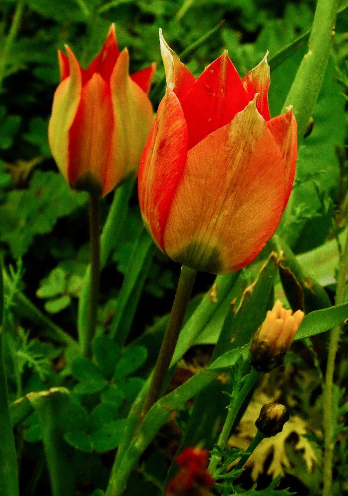 Изображение особи Tulipa agenensis.