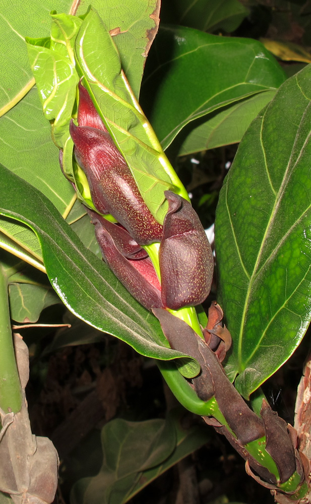 Image of Ficus lyrata specimen.