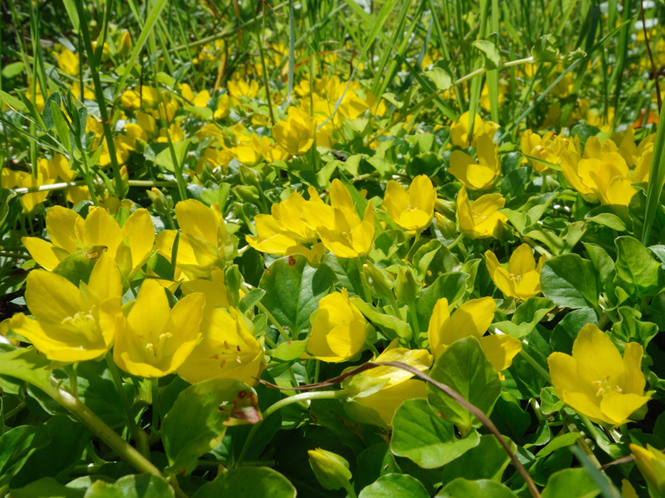 Изображение особи Lysimachia nummularia.