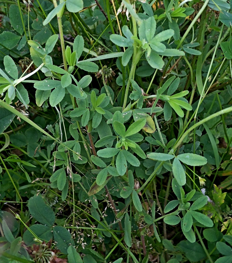 Image of Trifolium aureum specimen.