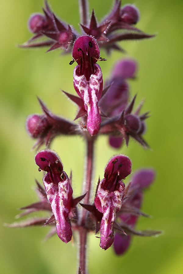 Image of Stachys sylvatica specimen.