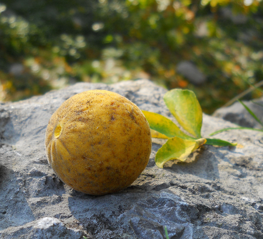 Image of Poncirus trifoliata specimen.