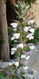 Acanthus mollis. Соцветие. Испания, Каталония, Жирона, Пуболь, у Замка Гала. 22.06.2012.