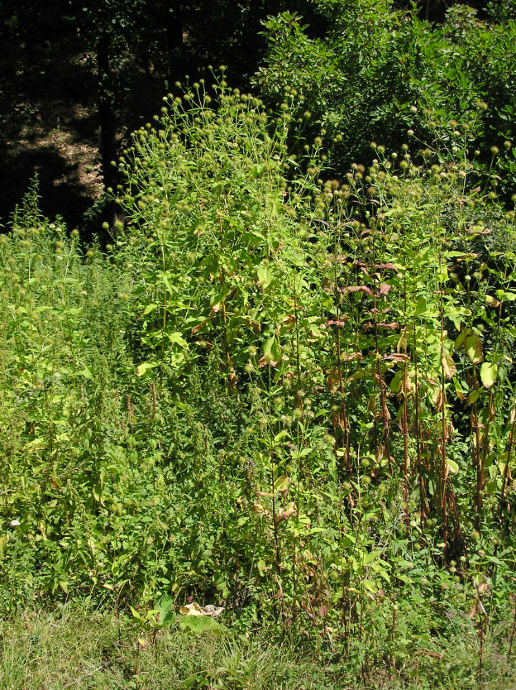 Image of Dipsacus strigosus specimen.