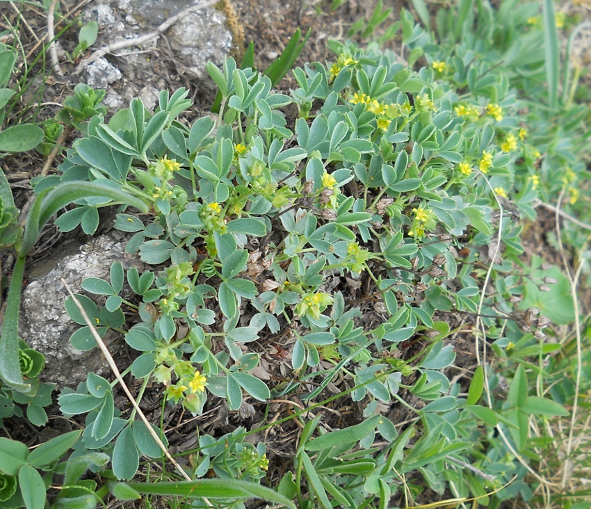 Изображение особи Sibbaldia semiglabra.