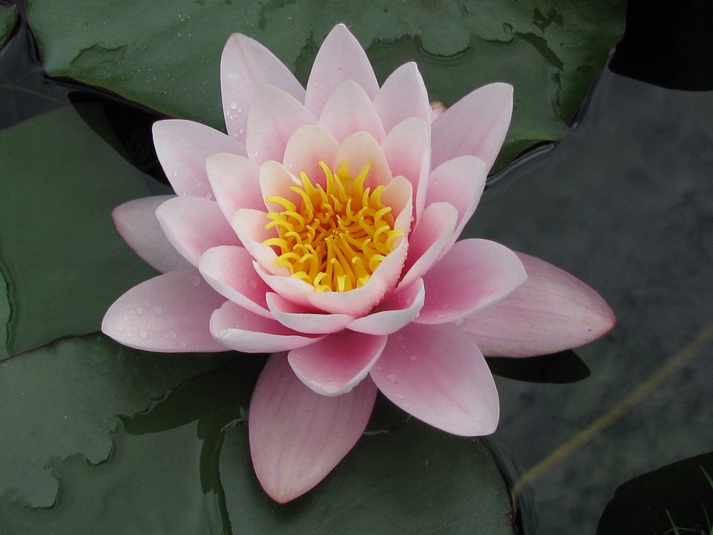 Image of Nymphaea odorata specimen.