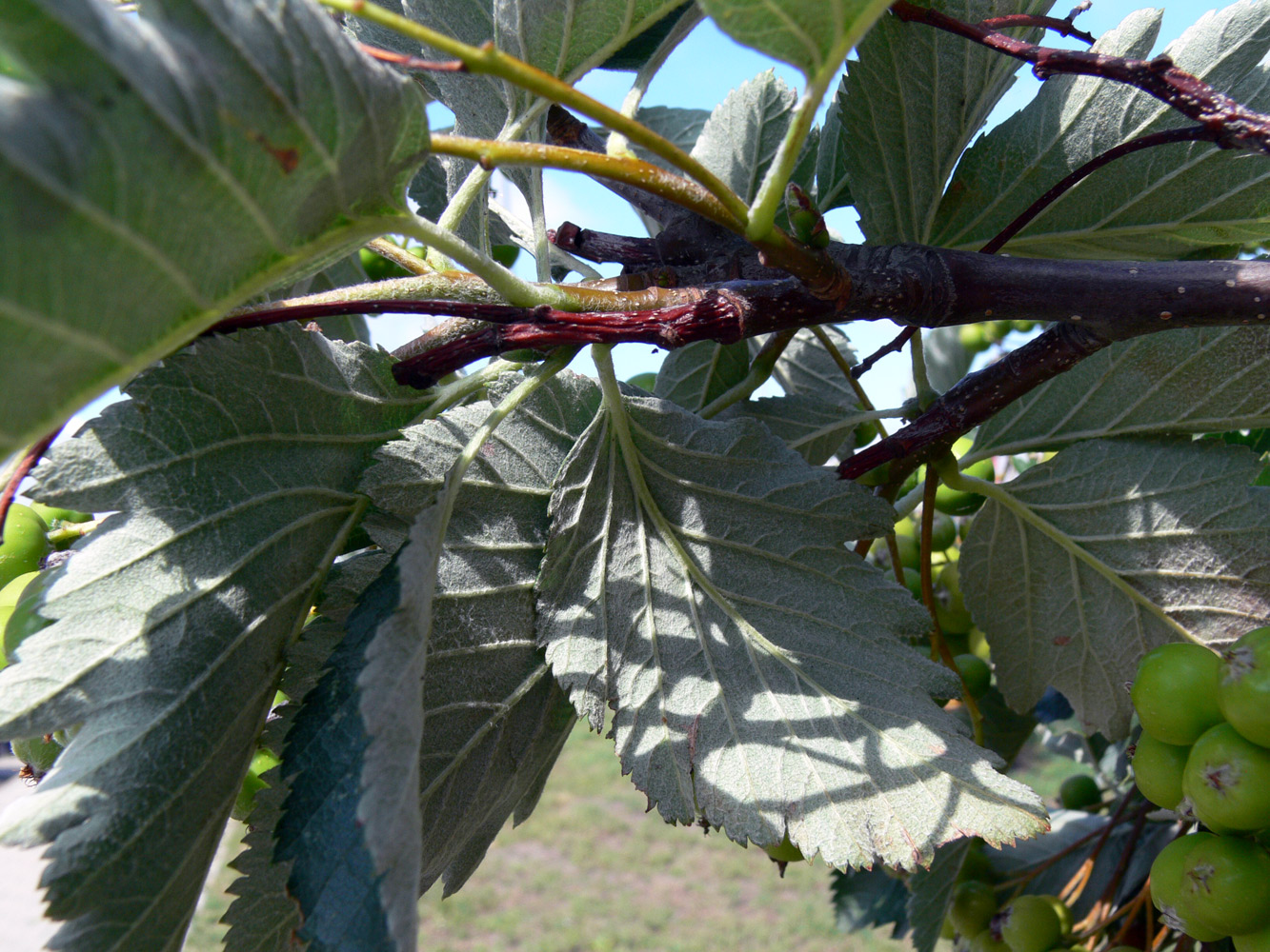 Изображение особи род Sorbus.