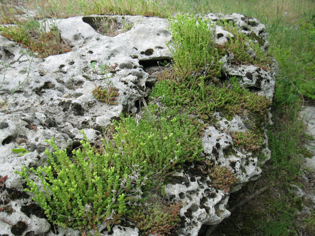 Image of Sedum acre specimen.