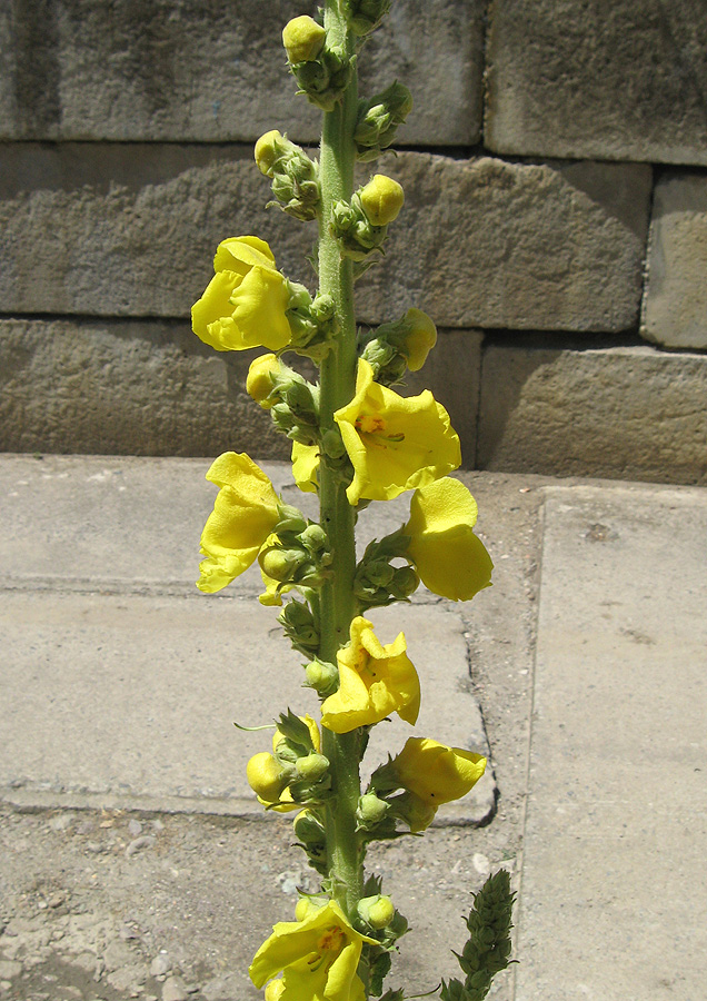 Изображение особи Verbascum phlomoides.