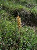 Orobanche lutea. Цветущее растение. Карачаево-Черкесия, Теберда, гора Лысая. 29.05.2013.