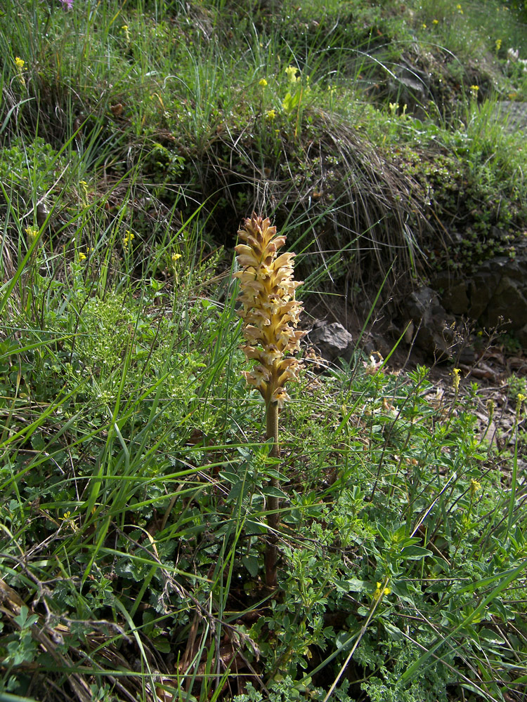 Image of Orobanche lutea specimen.