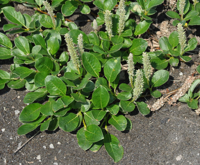 Image of genus Salix specimen.