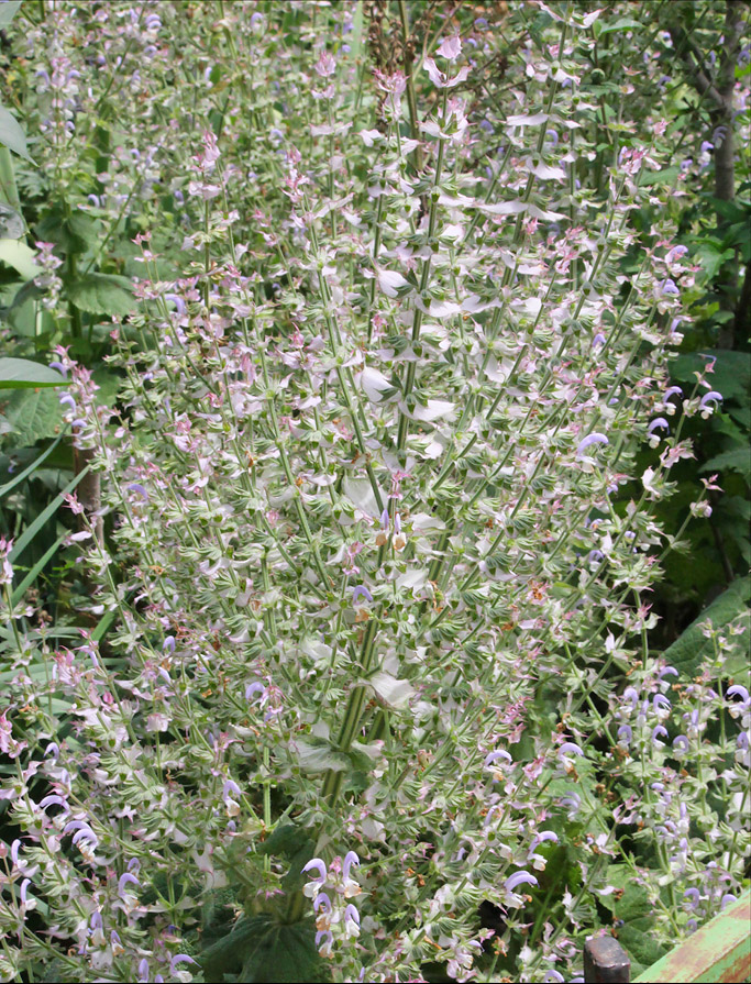 Изображение особи Salvia sclarea.