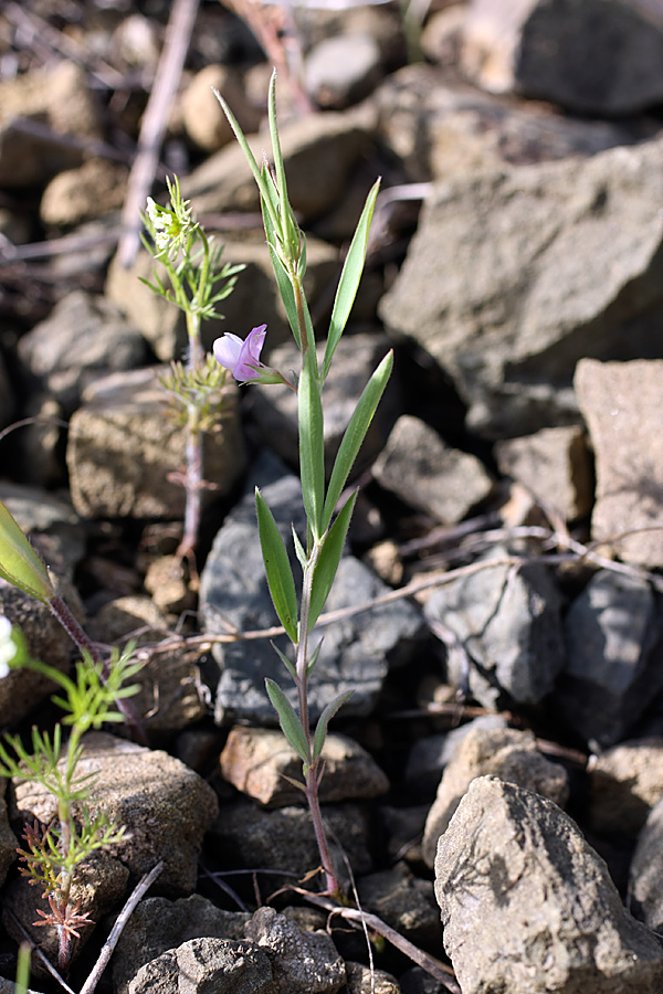 Изображение особи Lathyrus inconspicuus.