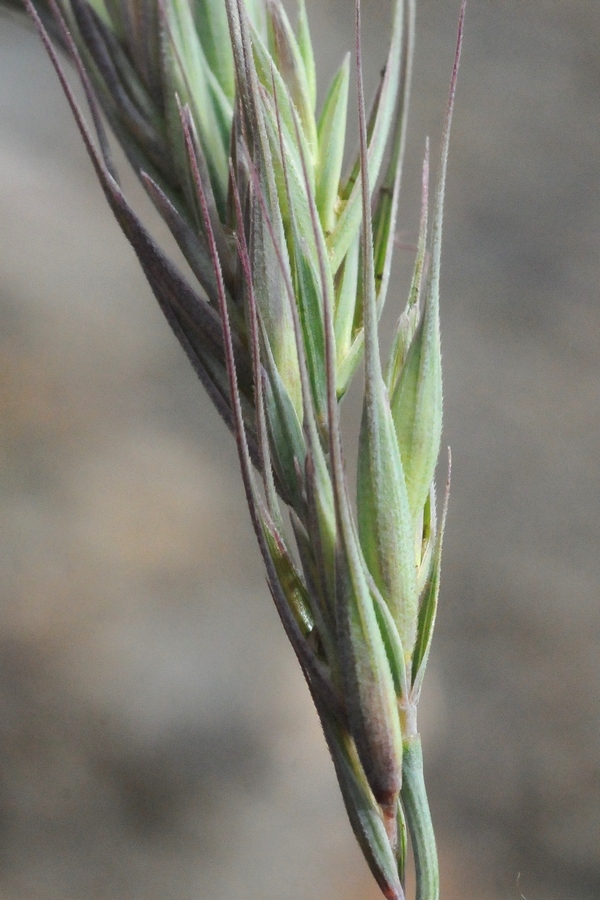 Image of Elymus schrenkianus specimen.