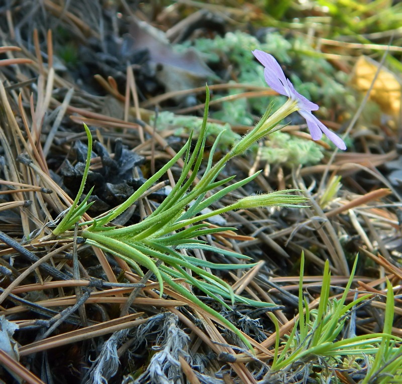 Изображение особи Phlox sibirica.