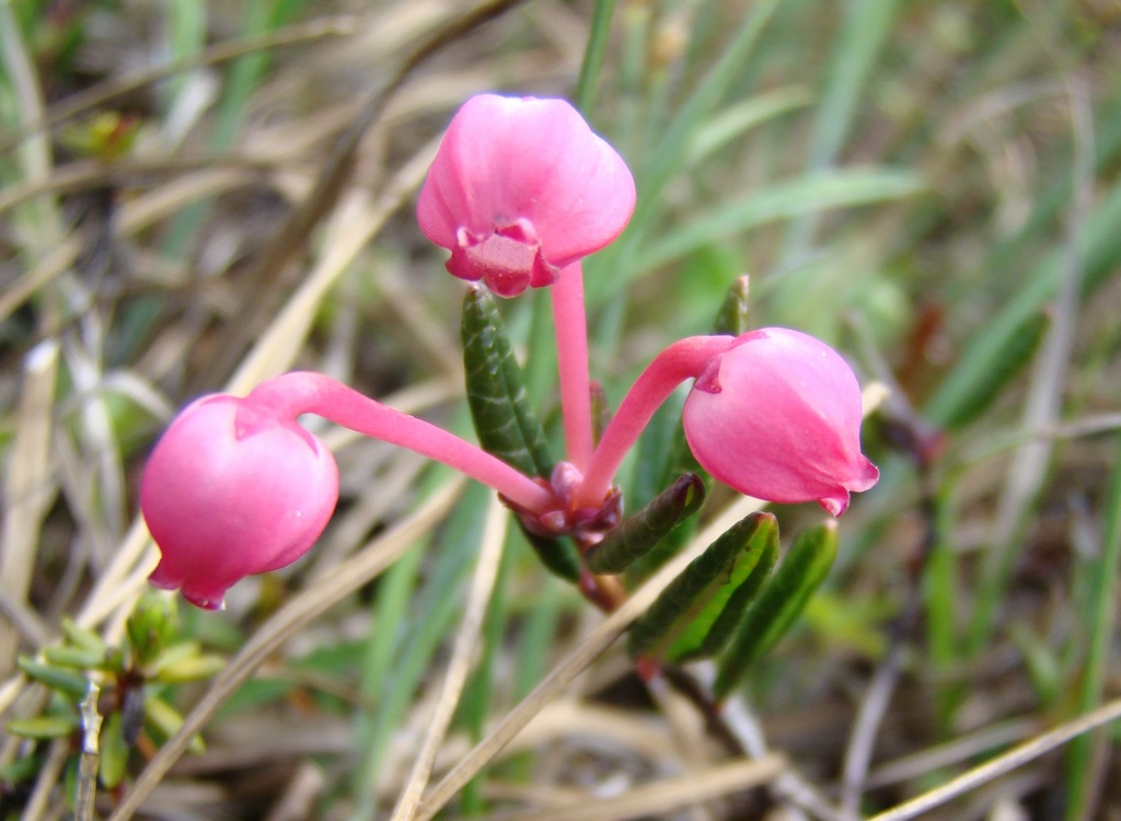 Image of Andromeda polifolia specimen.