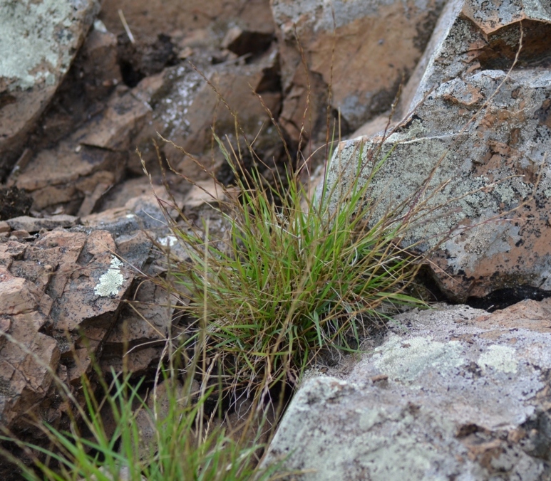 Image of Tripogon chinensis specimen.