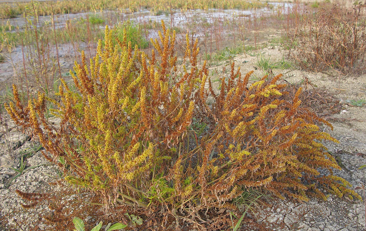 Image of Rumex maritimus specimen.