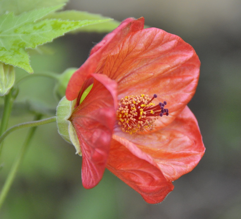 Image of Abutilon &times; hybridum specimen.