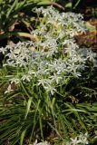 Ornithogalum umbellatum