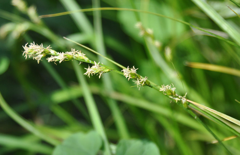 Изображение особи род Carex.