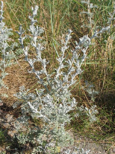 Image of Artemisia maritima specimen.