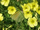 Oxalis pes-caprae. Цветки с кормящейся бабочкой Gonepteryx cleopatra. Греция, п-ов Пелопоннес, окр. г. Катаколо. 11.04.2014.