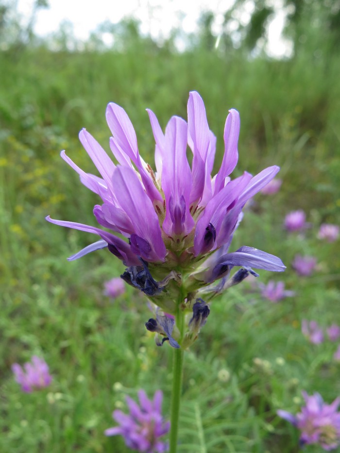 Image of Astragalus onobrychis specimen.