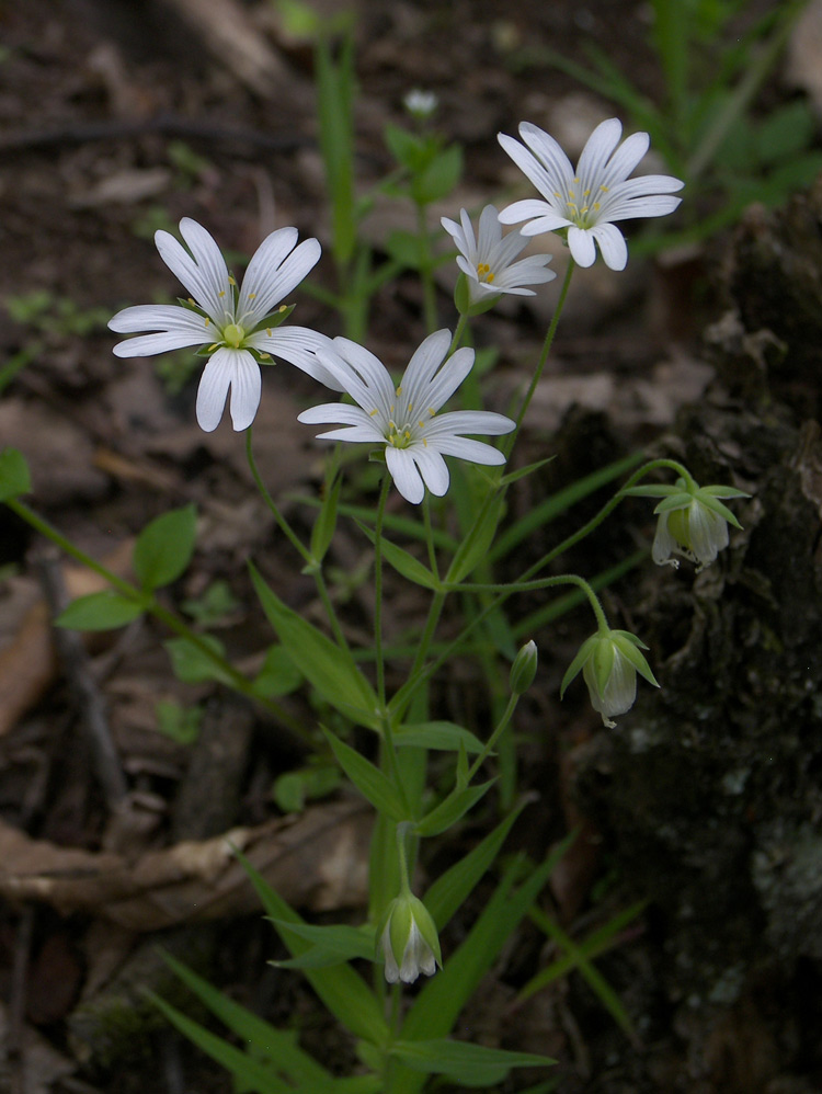 Image of Stellaria holostea specimen.