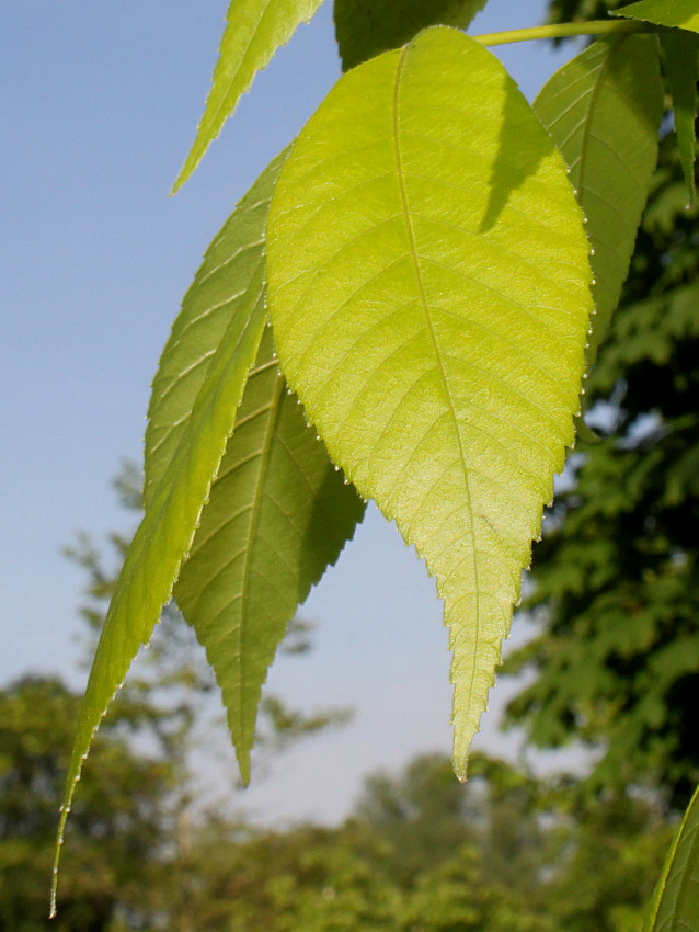 Image of Carya ovata specimen.