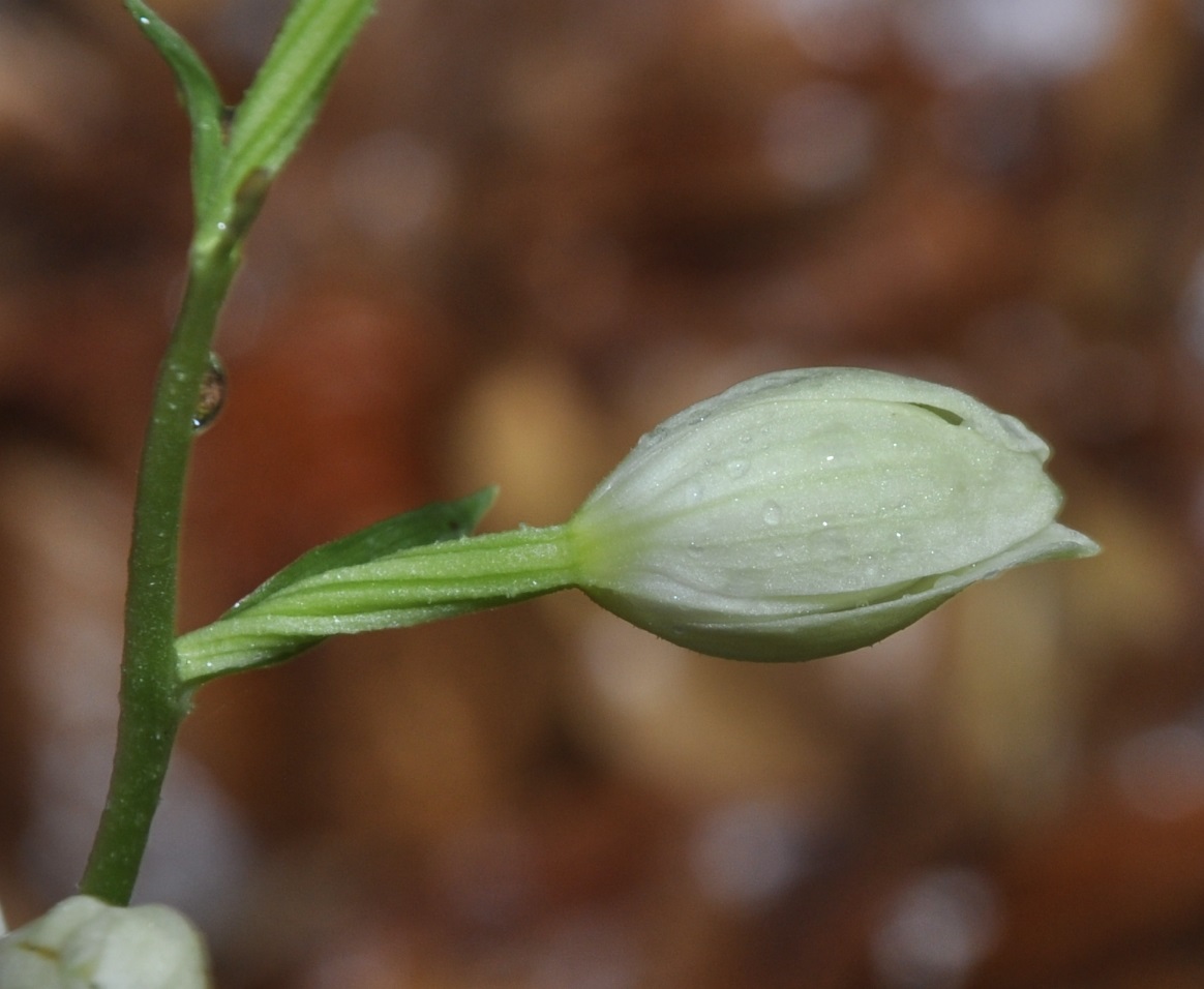 Изображение особи Cephalanthera damasonium.