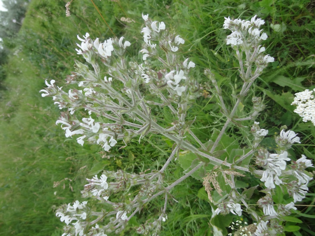 Изображение особи Salvia aethiopis.