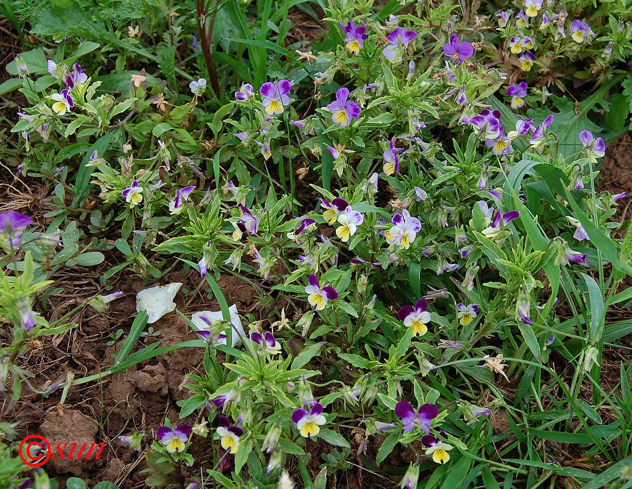 Изображение особи Viola tricolor.