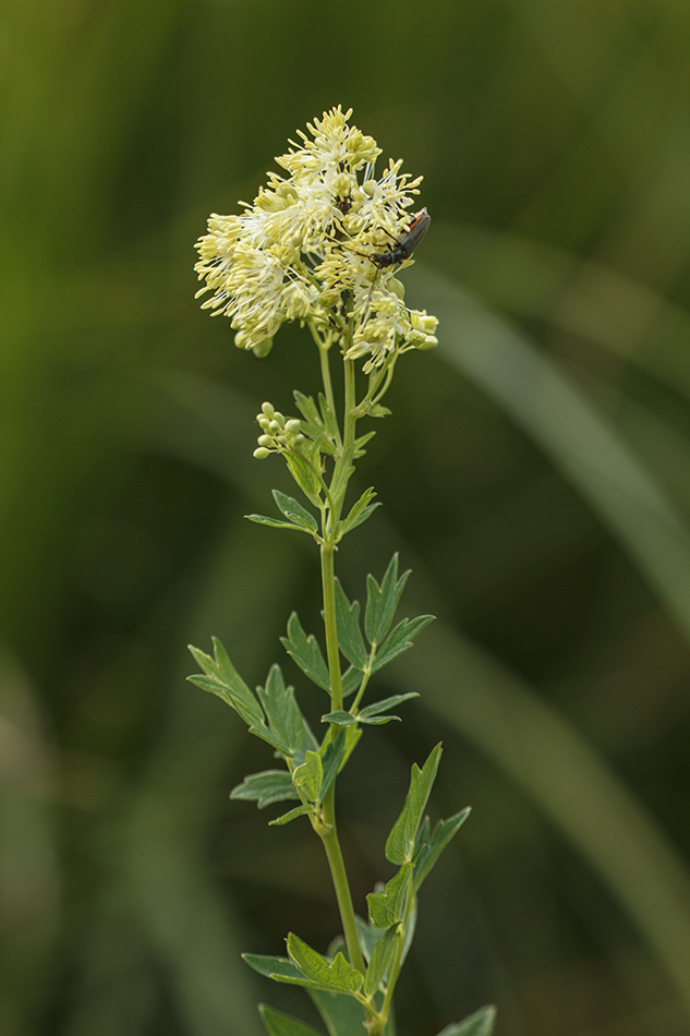 Изображение особи Thalictrum flavum.