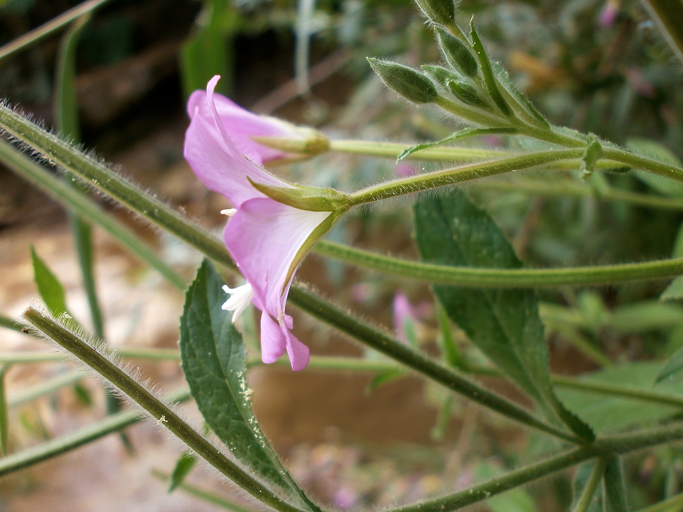 Изображение особи Epilobium hirsutum.