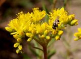 Sedum reflexum. Соцветие с фуражирующей пчелой. Германия, г. Дюссельдорф, Ботанический сад университета. 03.07.2014.