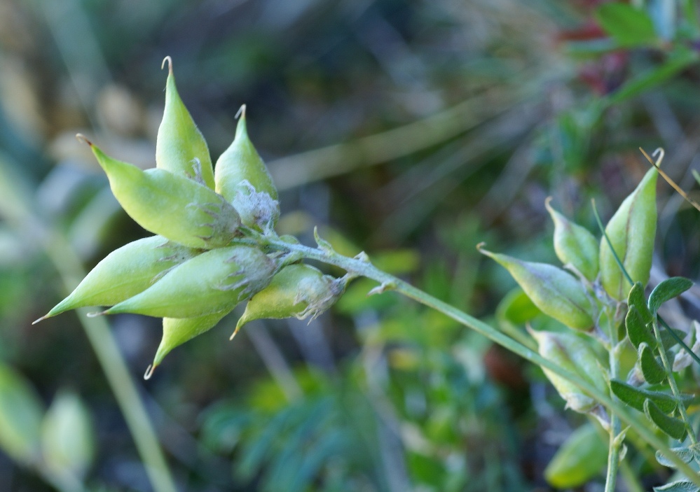 Image of Oxytropis mandshurica specimen.