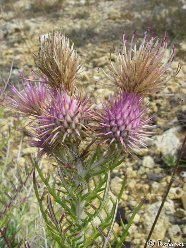 Image of Lamyra echinocephala specimen.