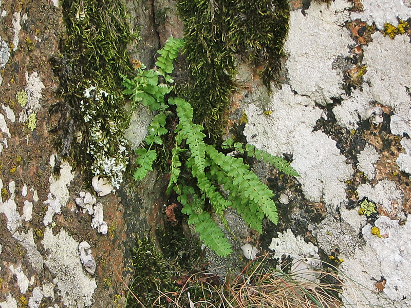 Image of Woodsia alpina specimen.