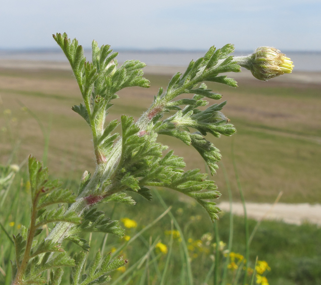 Image of Anthemis ruthenica specimen.