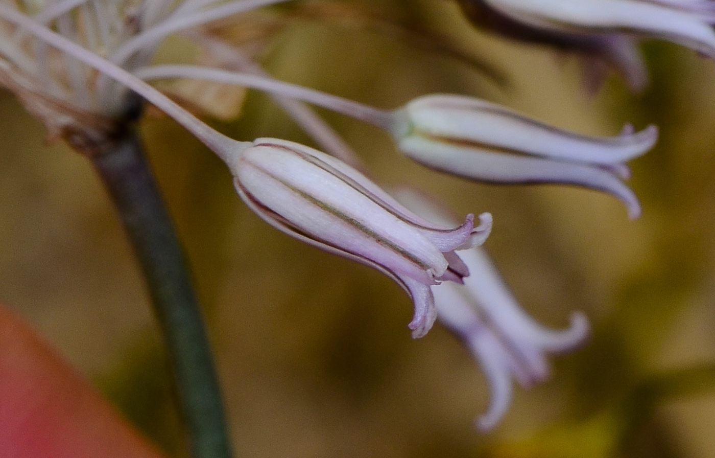 Изображение особи Allium desertorum.