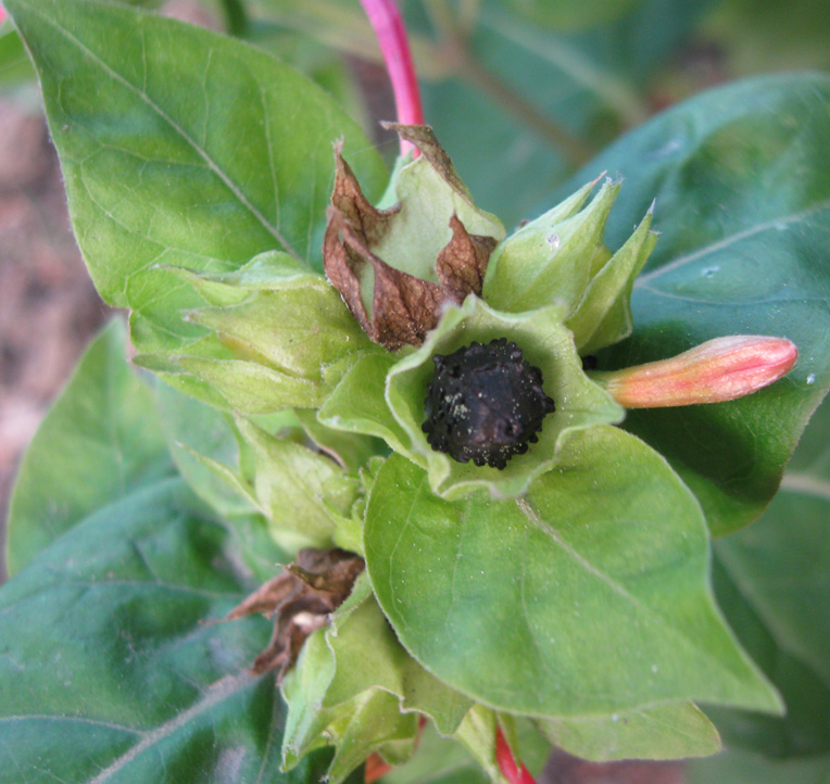 Image of Mirabilis jalapa specimen.