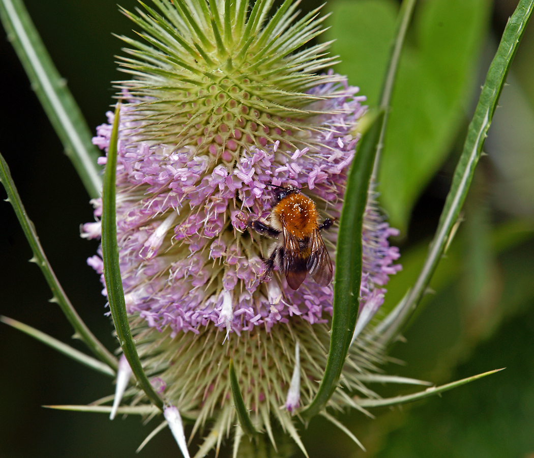 Image of Dipsacus fullonum specimen.